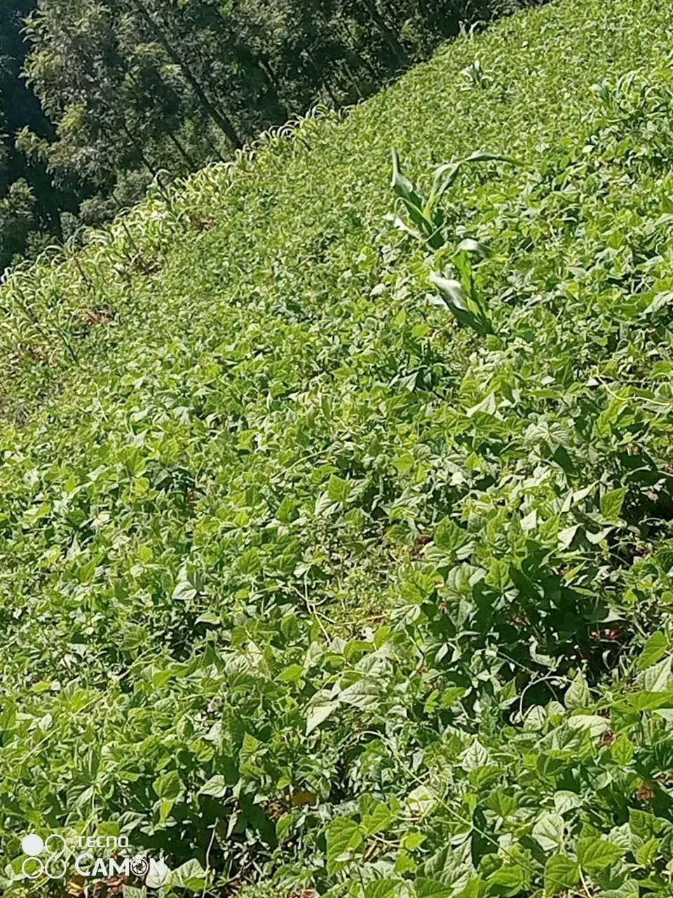 Beans planting and selling